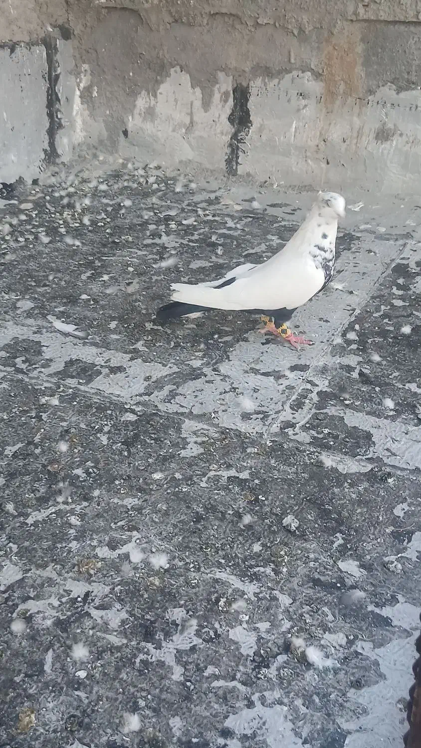 دم سیا ماده عتیقه|پرنده|محمدشهر, کوی بهار|دیوار