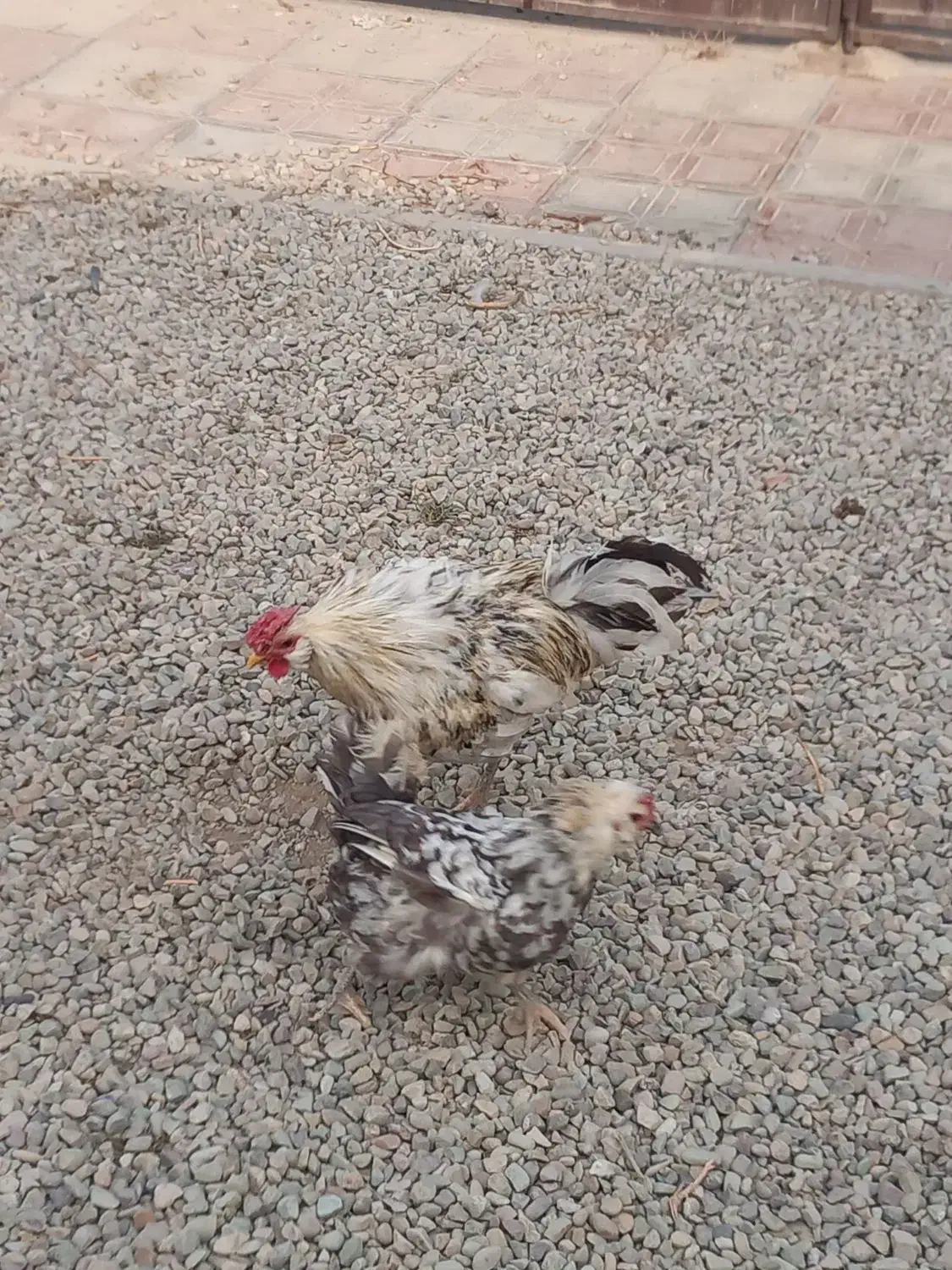 مرغ وخروس|حیوانات مزرعه|رباط‌کریم, شهرک صنعتی ده‌حسن|دیوار