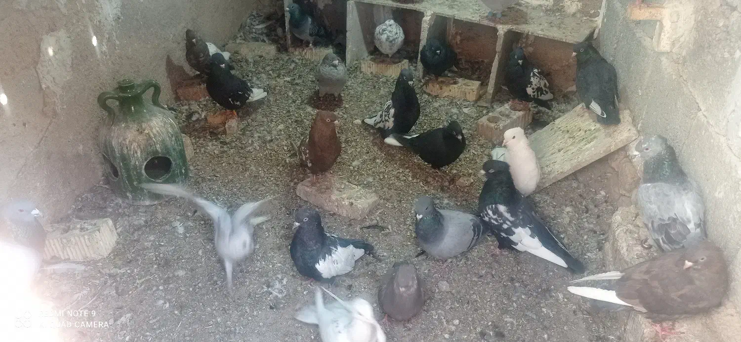 کبوتر|پرنده|داراب, |دیوار