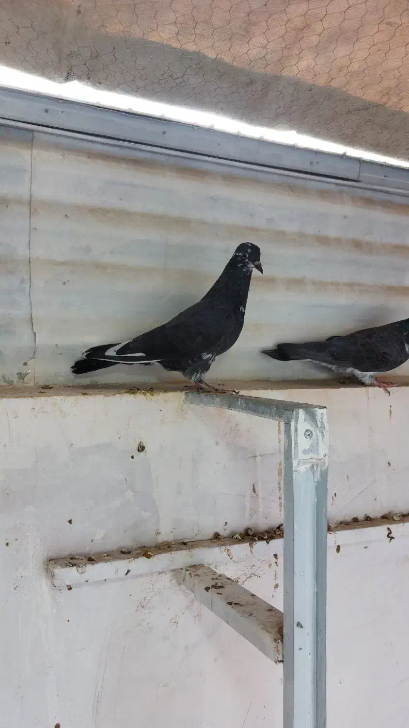 کفتر|پرنده|قم, شهرک امام حسین|دیوار