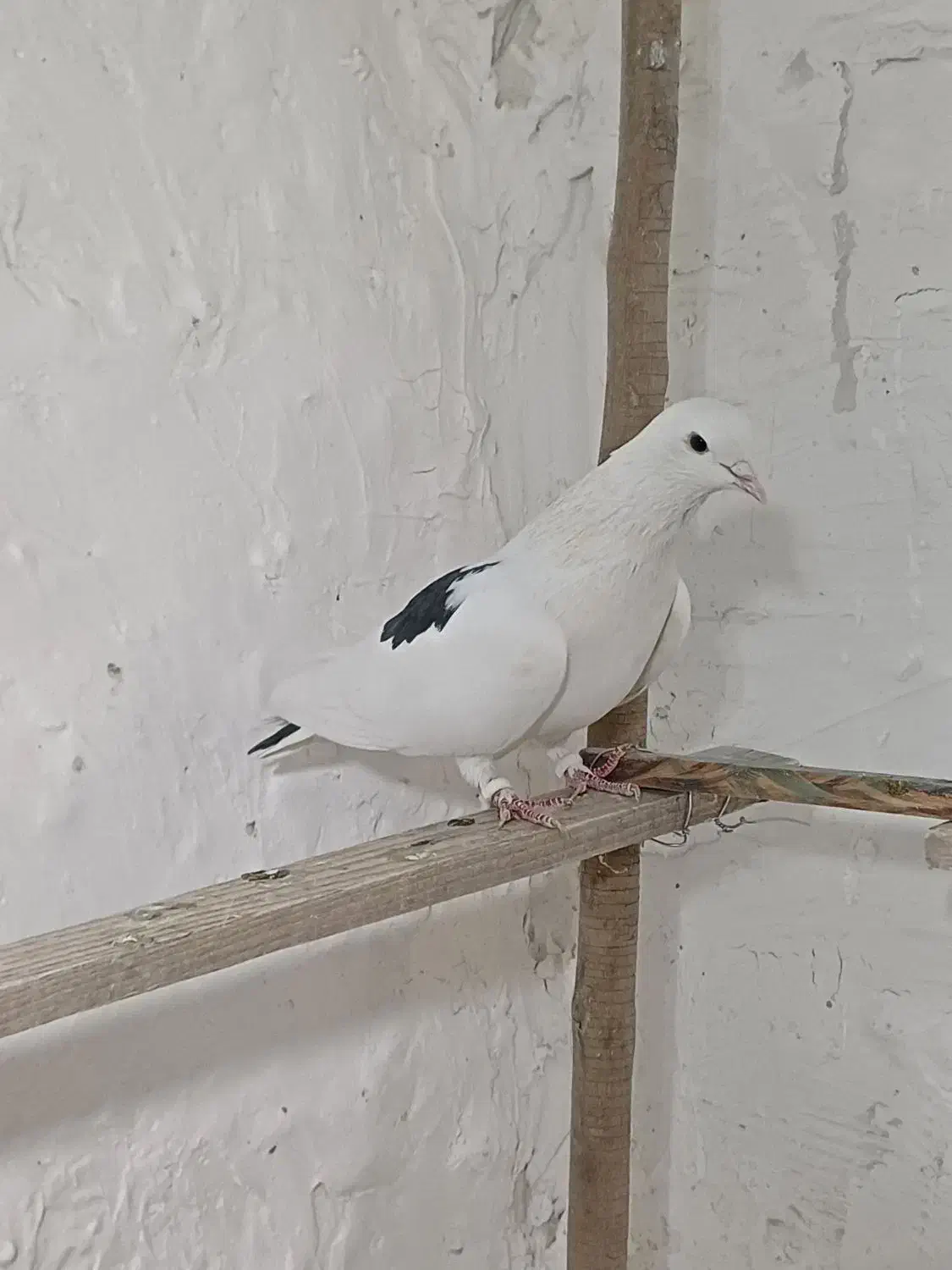 ی نر لک دوش|پرنده|شهریار, شهریار|دیوار