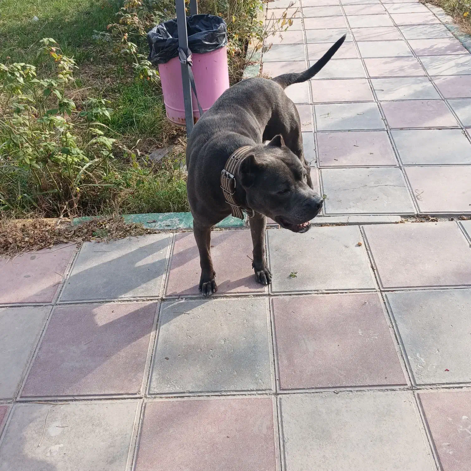 پیت بول گمشده|حیوانات|آمل, |دیوار