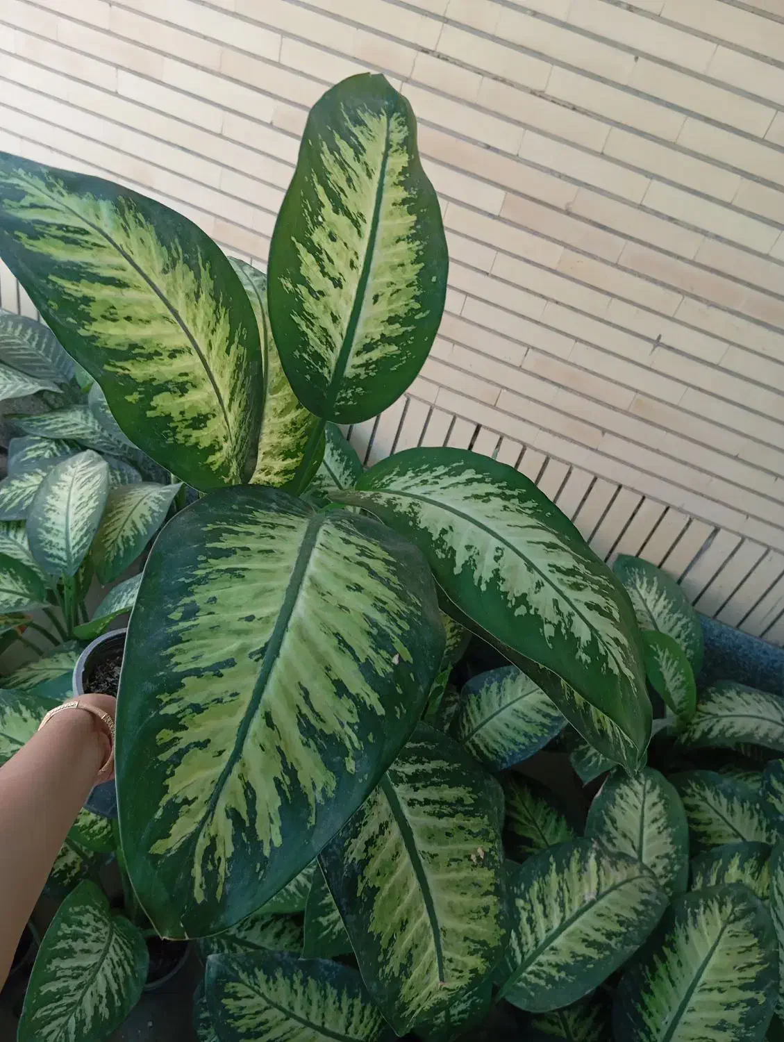 گل طبیعی دیفن باخیا|گل و گیاه طبیعی|قشم, |دیوار