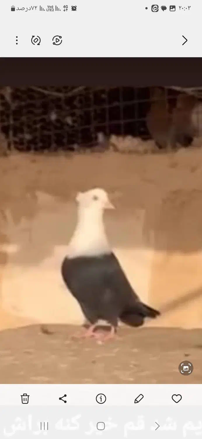 سینه سیاه|پرنده|تهران, امیریه|دیوار