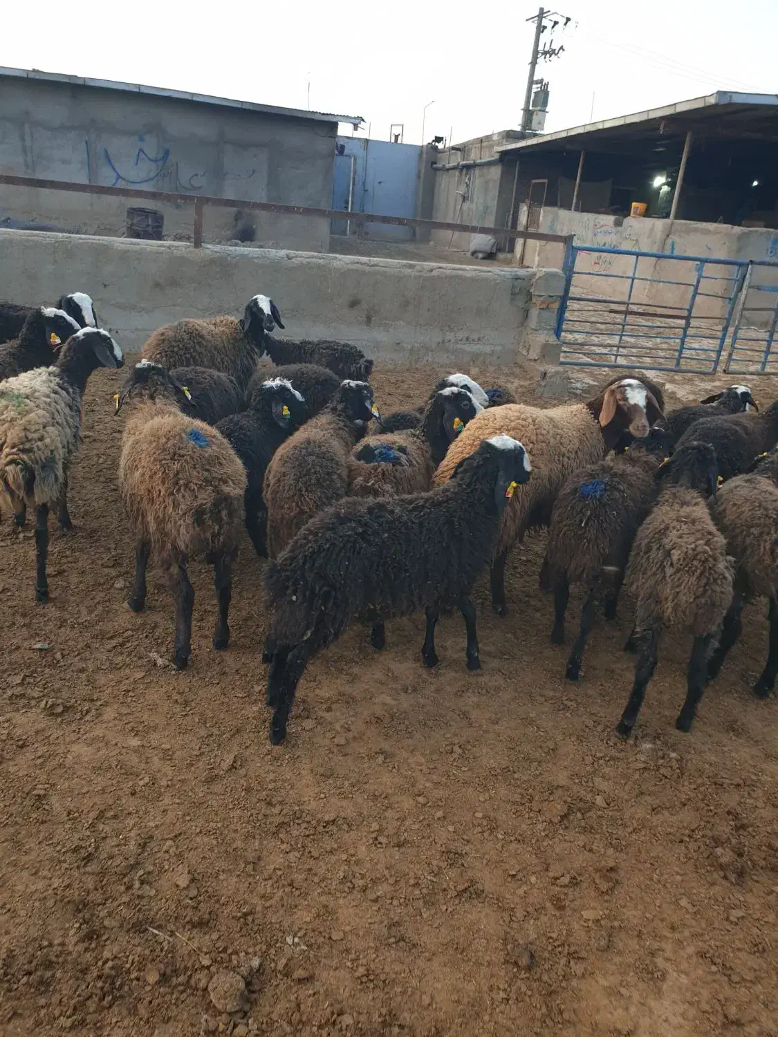 بره ماده گوسفند شال|حیوانات مزرعه|فریمان, |دیوار