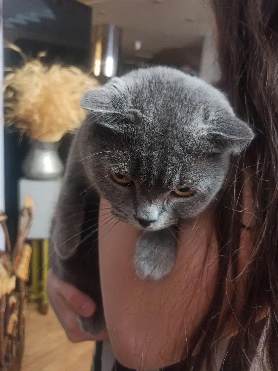 گربه اسکاتیش ماده|گربه|کرج, گلشهر|دیوار