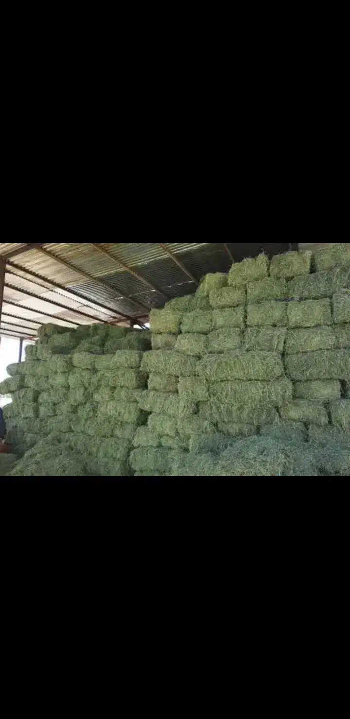 ۲ تن یونجه پرس واقع در ظفر اباد باغ های فدک|عمده‌فروشی|شیراز, کوشک بیدک|دیوار