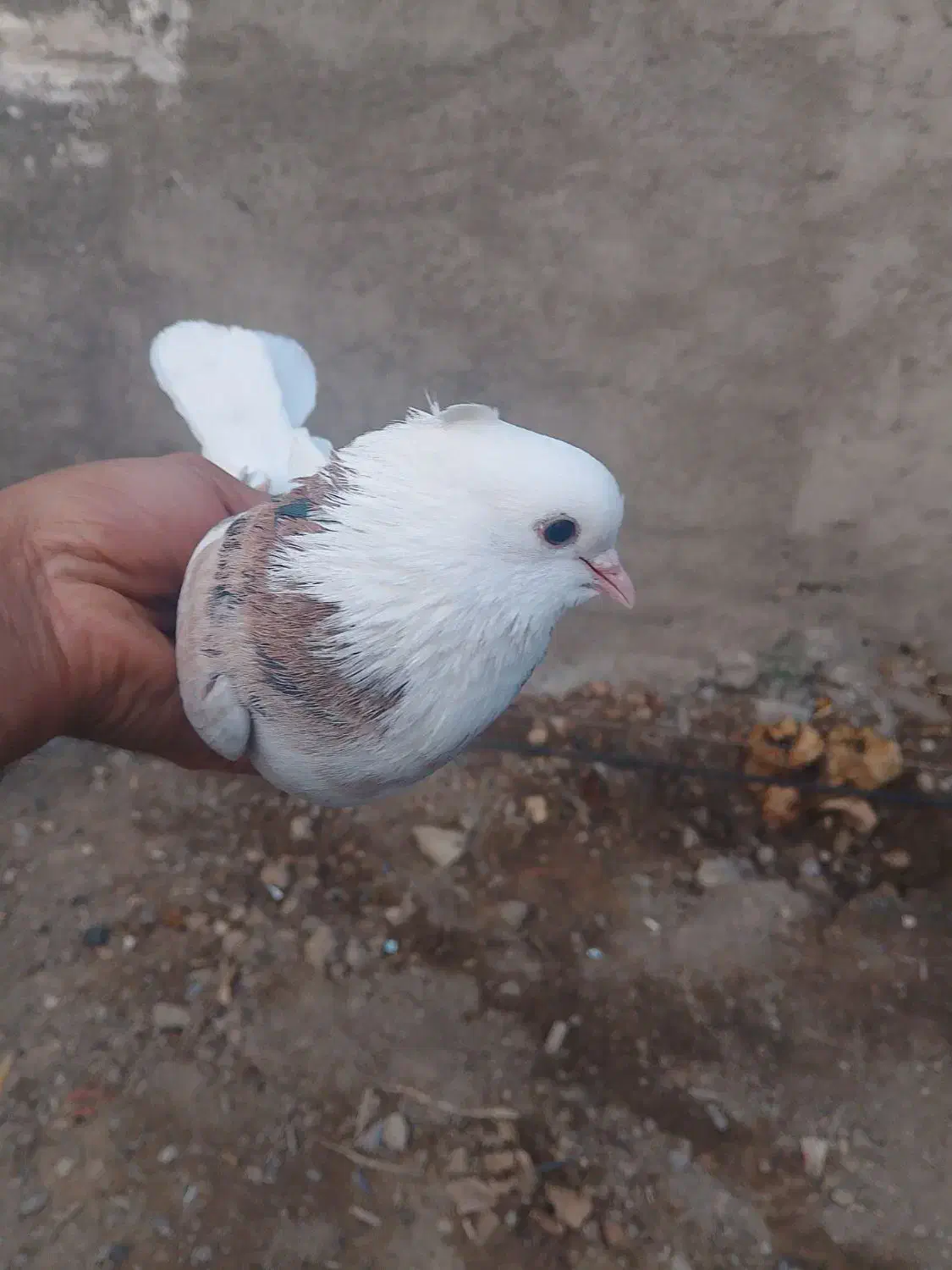 کبوتر دوتاماده شازده وزرد|پرنده|خاوران, |دیوار