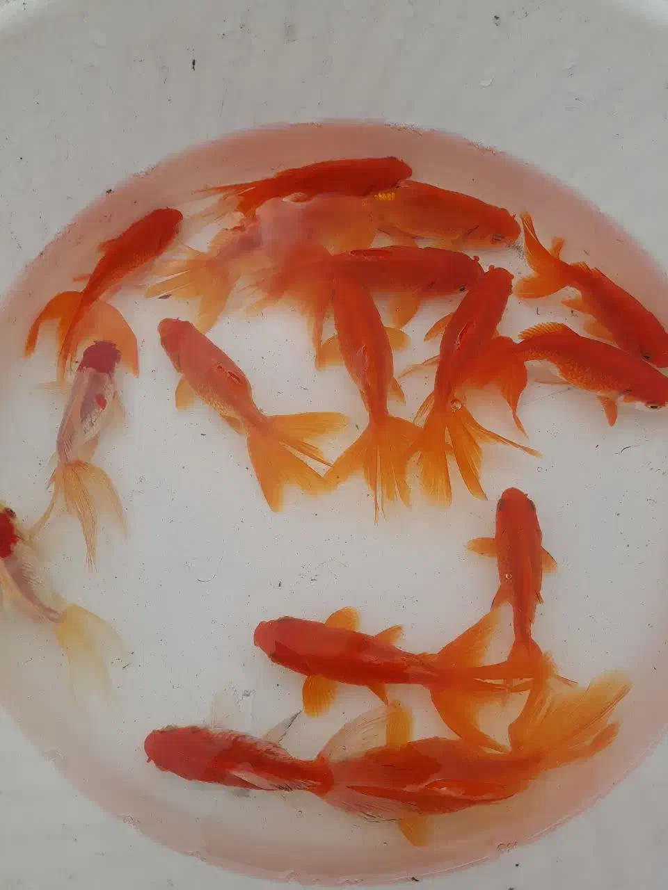 فروش انواع ماهی قرمزگلفیش تلسکوپی ارسال همه شهرها|ماهی|رشت, بیجارپس|دیوار