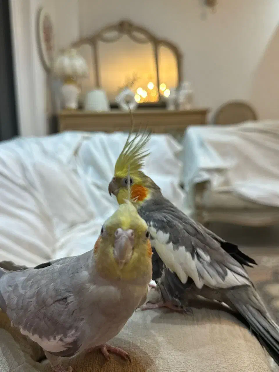 عروس هلندی|پرنده|نوشهر, |دیوار