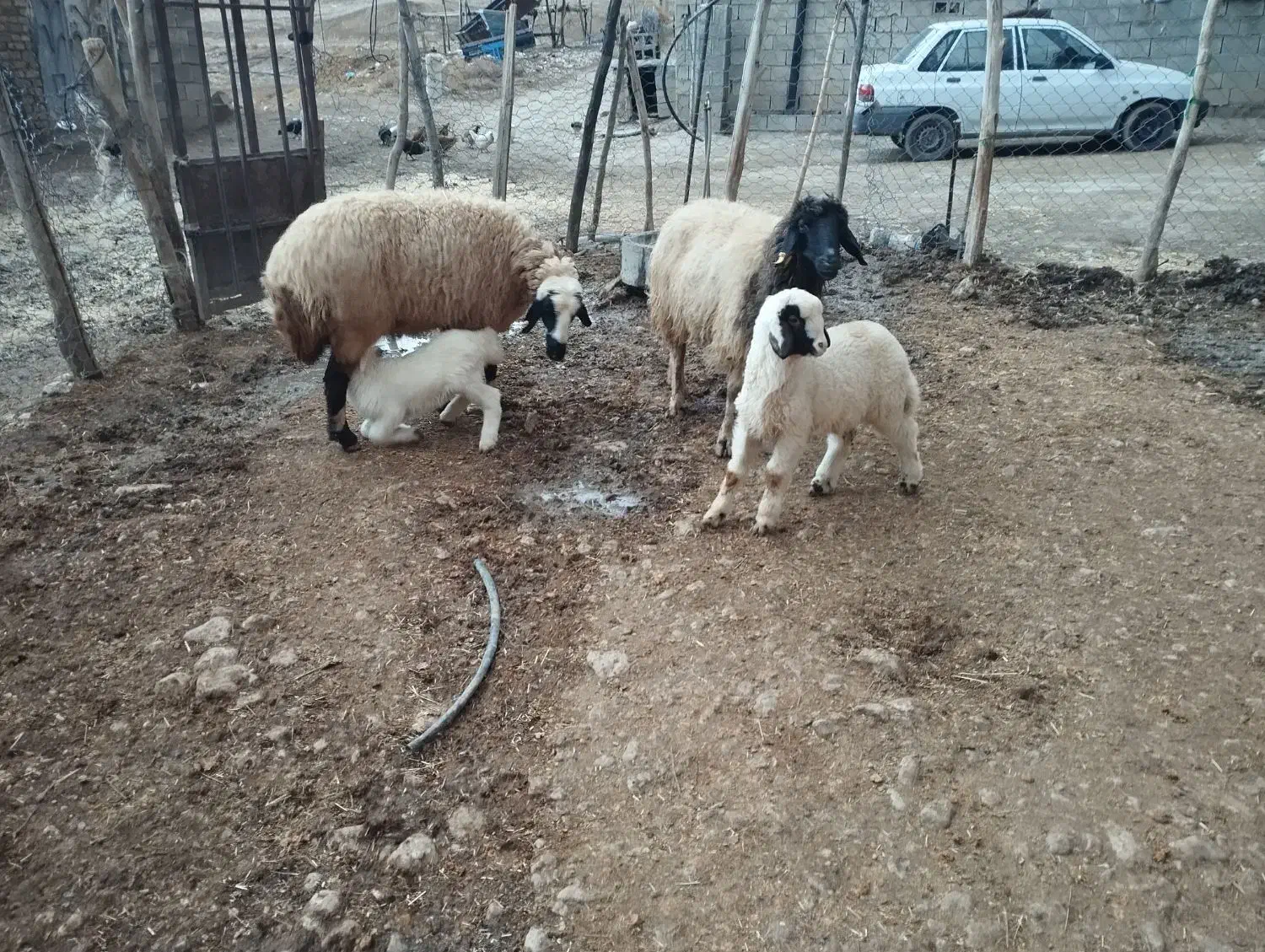 میش|حیوانات مزرعه|کوزران, |دیوار