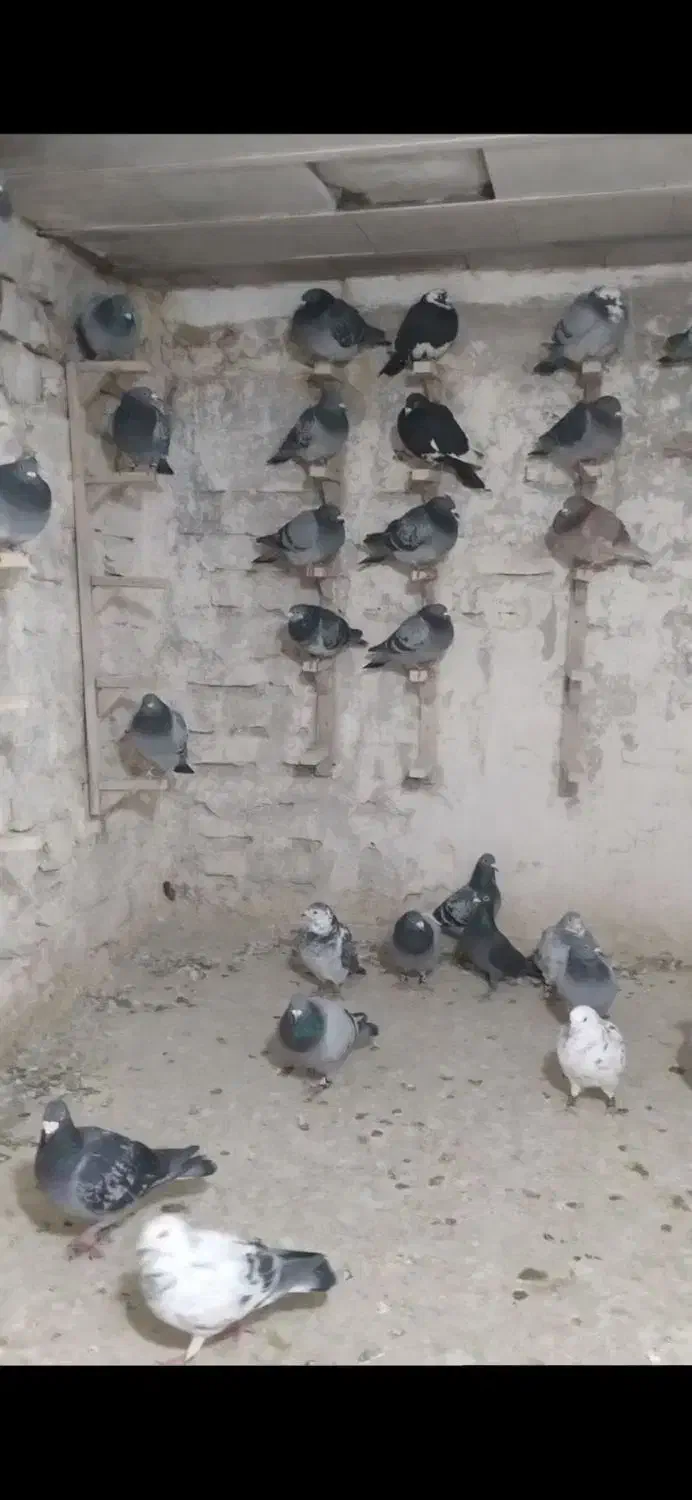 کبوتر پلاکی بوم|پرنده|مشهد, طبرسی شمالی|دیوار