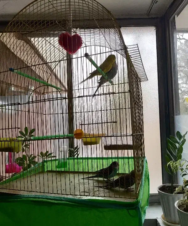 دو جفت مرغ عشق سالم و سرحال همراه با قفس و دونه|پرنده|شاهین‌شهر, شهرک سایت|دیوار