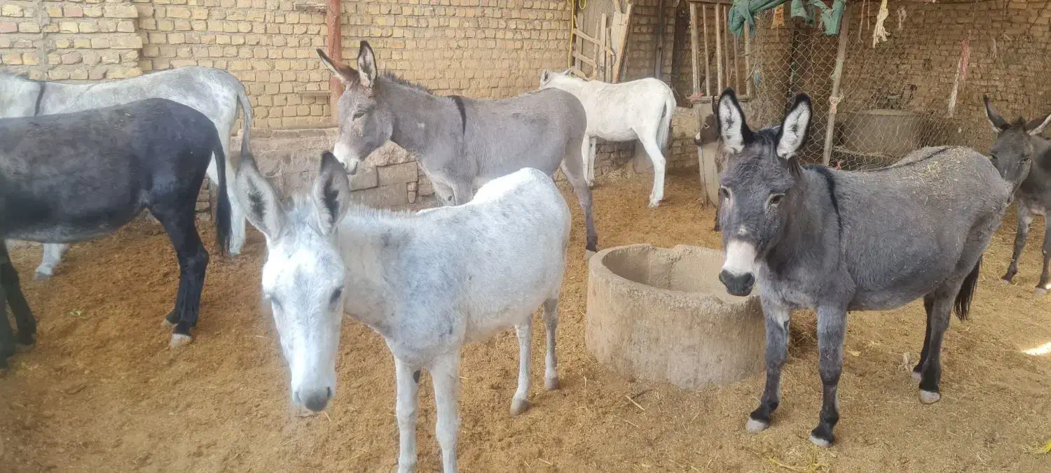 خر یا الاغ کله ی|حیوانات مزرعه|خمینی‌شهر, |دیوار