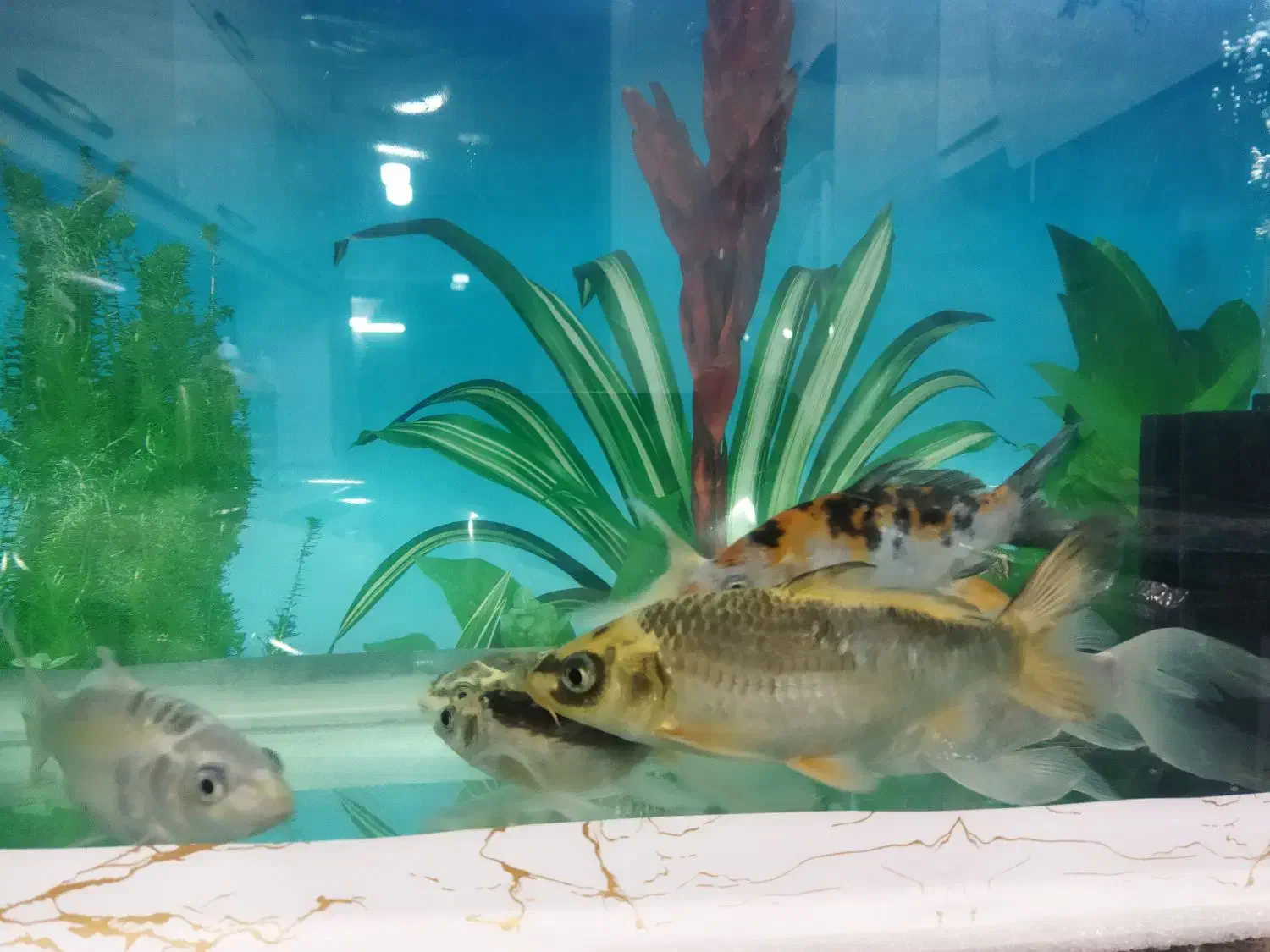 کوی فیش|ماهی|تبریز, |دیوار