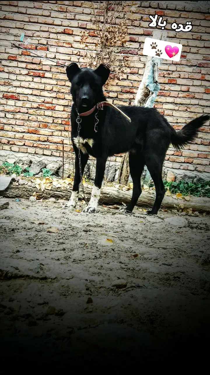 سگ نگهبان|سگ|نیر (اردبیل), |دیوار