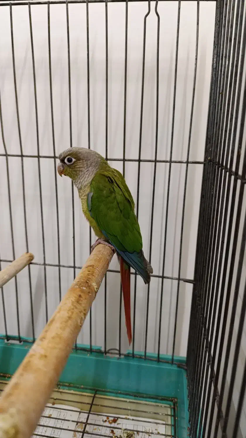 گرینچیک|پرنده|کرج, حسن آباد|دیوار