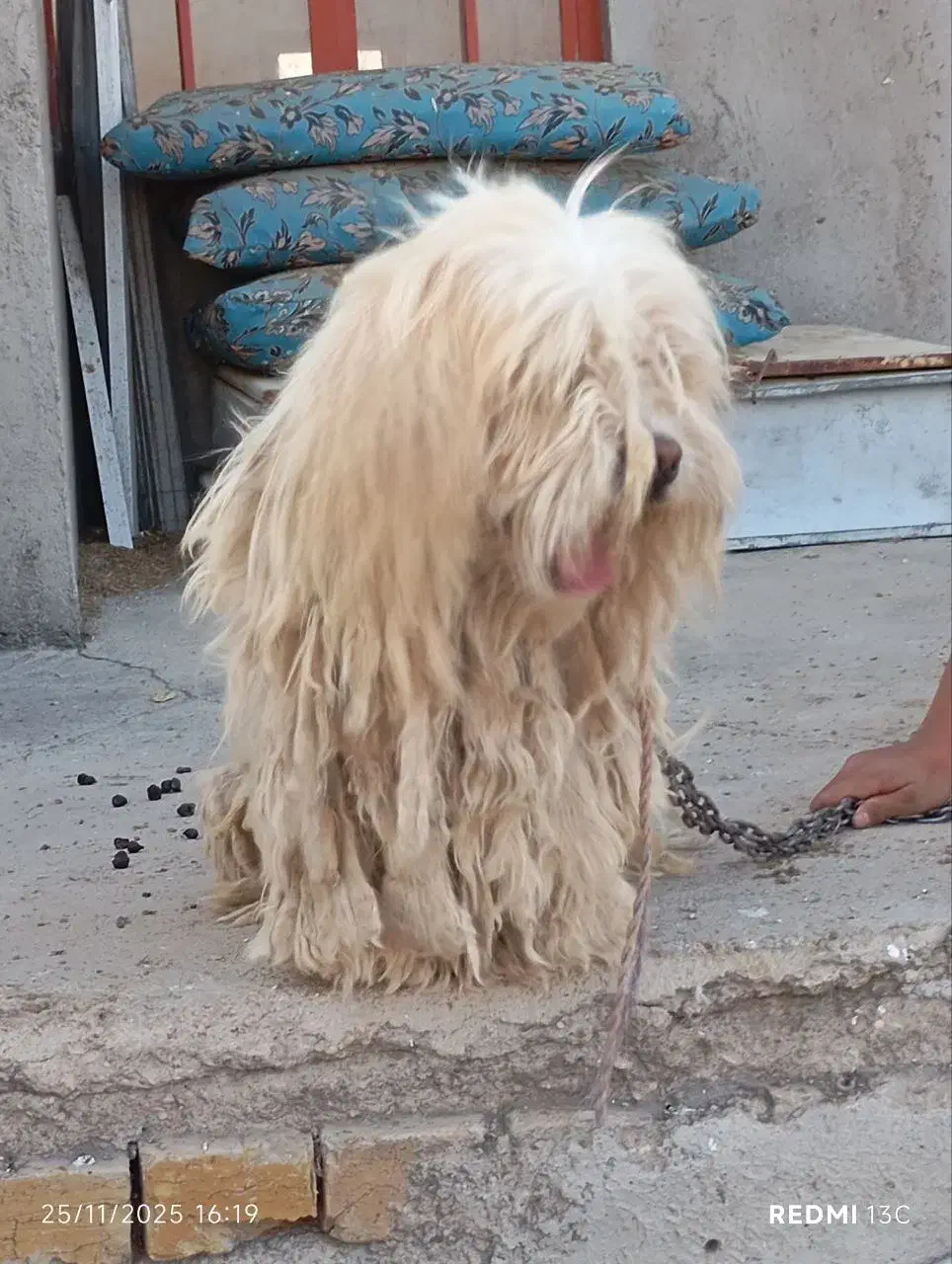 حیوان خانگی|سگ|تاکستان, |دیوار