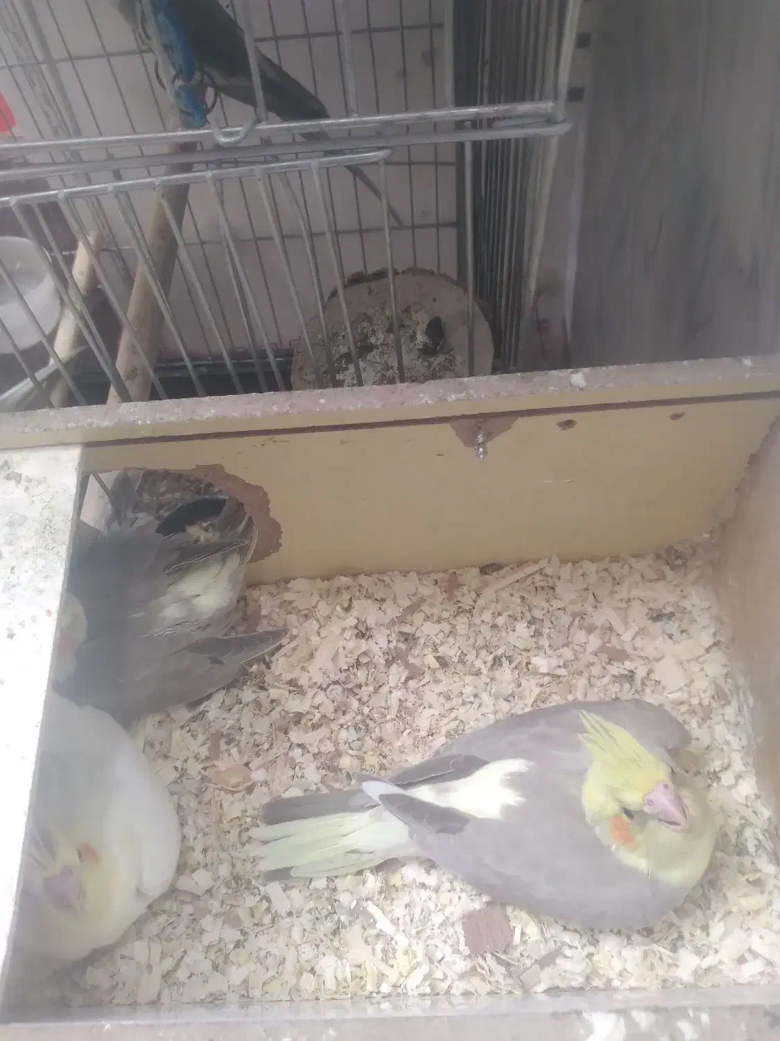 جفت|پرنده|کنگاور, |دیوار