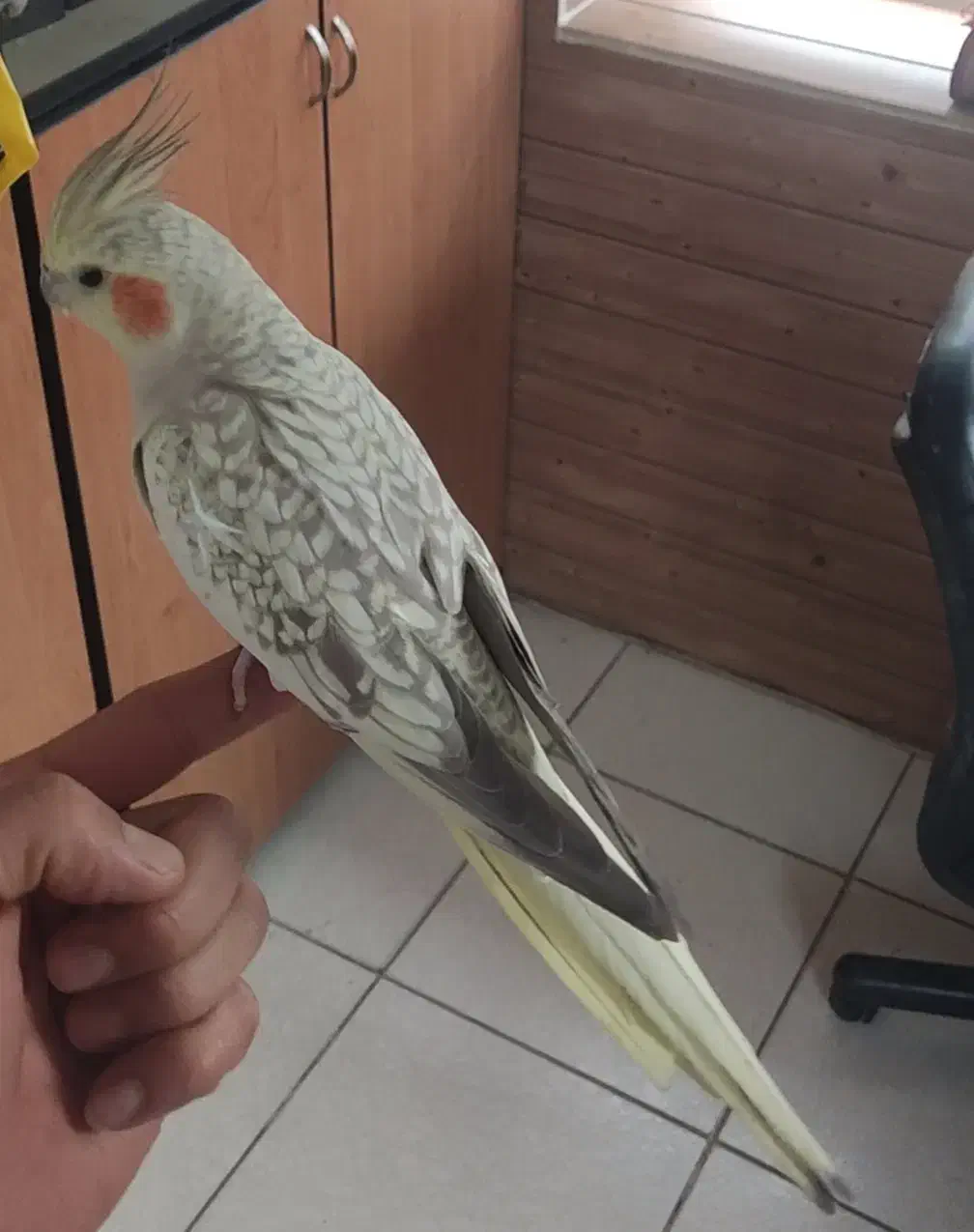 عروس هلندی ماده مرواریدی|پرنده|ری, اقدسیه|دیوار