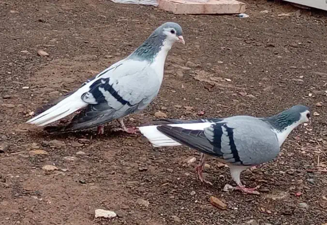 ساده سبز|پرنده|زبرخان, |دیوار