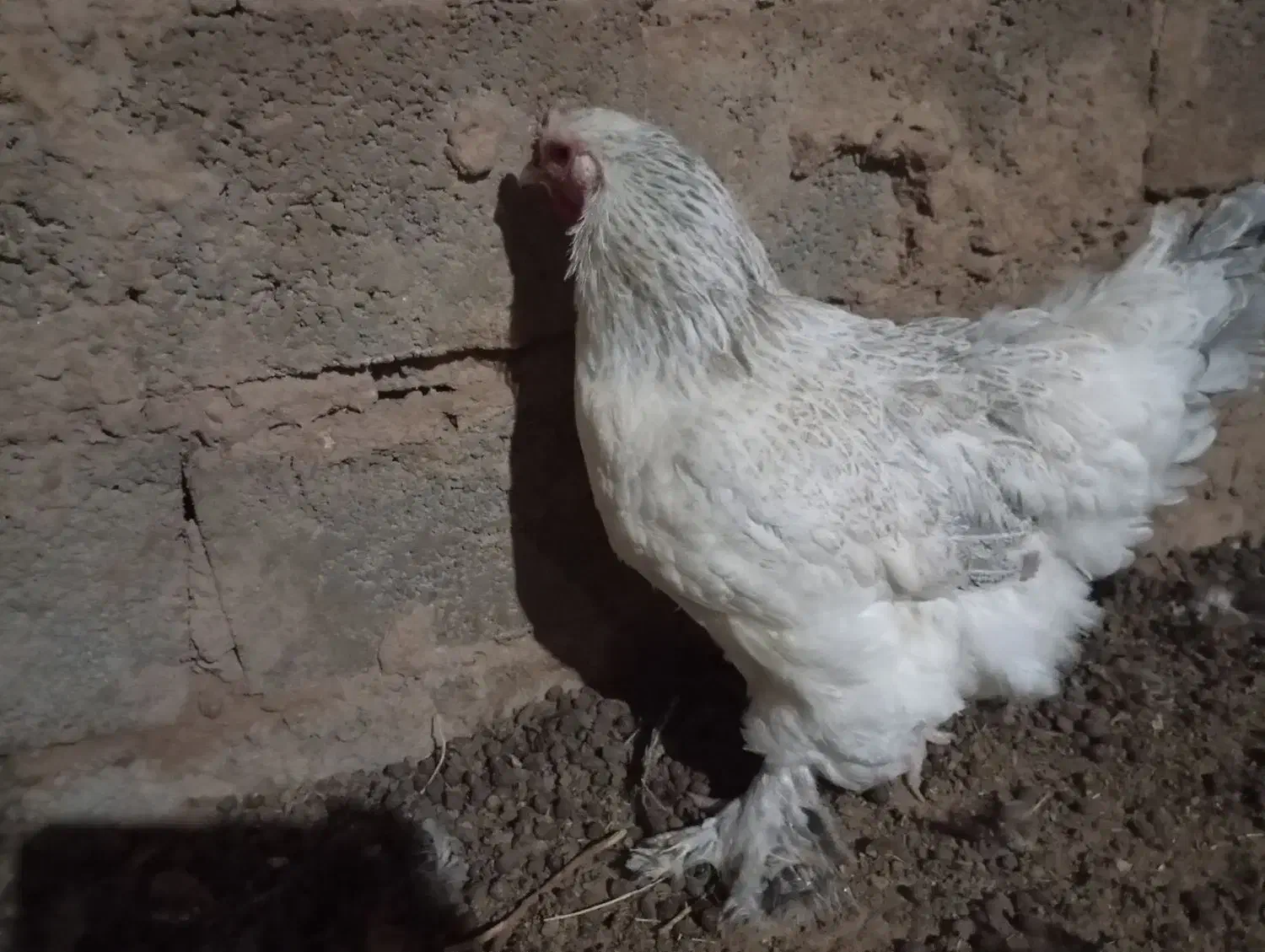 مرغ|حیوانات مزرعه|تربت‌حیدریه, حاجی یار‎|دیوار