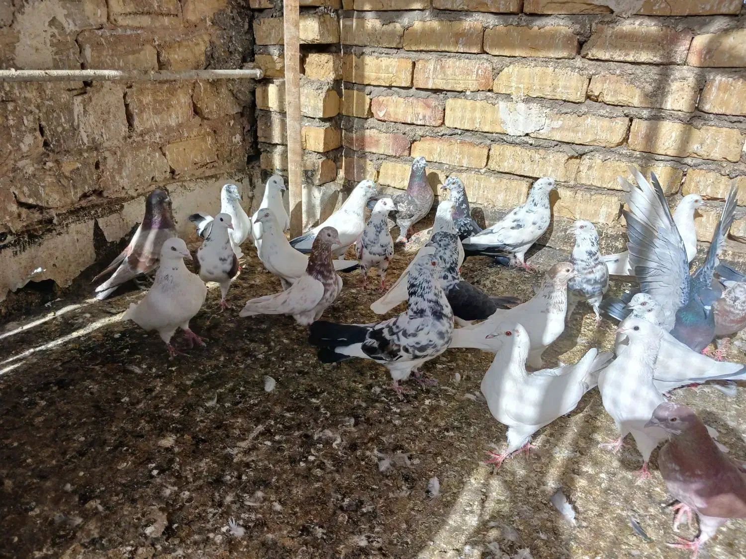 کفتر پرشی|پرنده|قم, شهرک امام حسن|دیوار