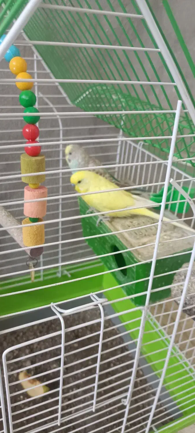 مرغ عشق|پرنده|روانسر, |دیوار