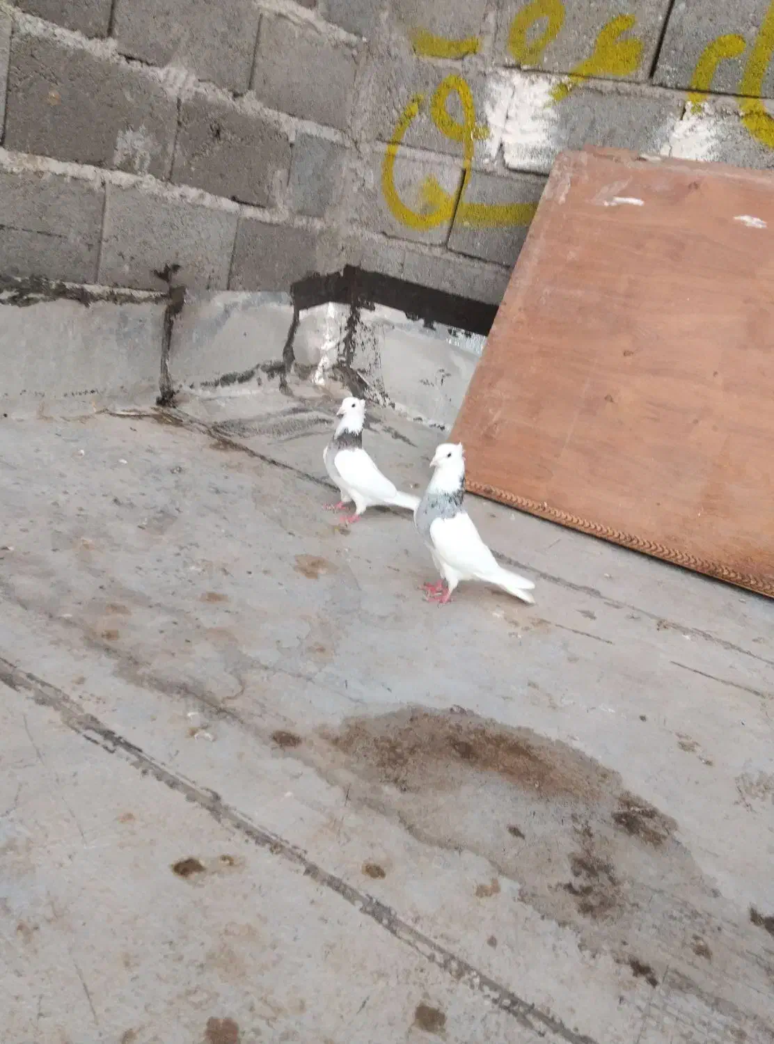 کفتر|پرنده|هریس, |دیوار