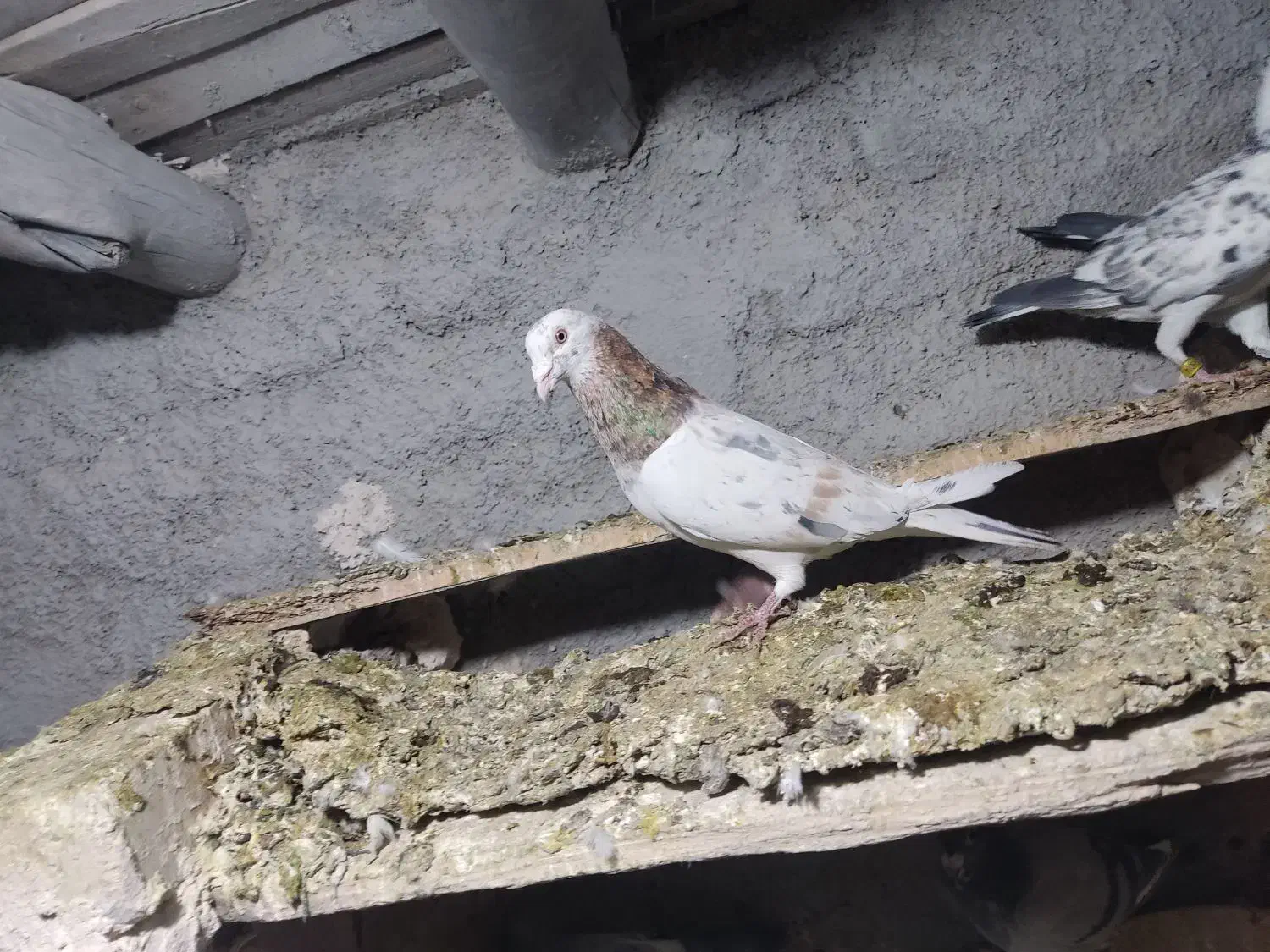 هفت‌رنگ|پرنده|قزوین, |دیوار