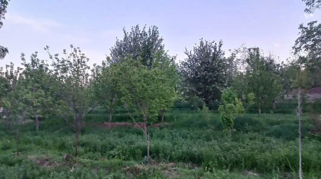 فروش باغ میوه در فیرورق|فروش زمین و ملک کلنگی|فیرورق, |دیوار