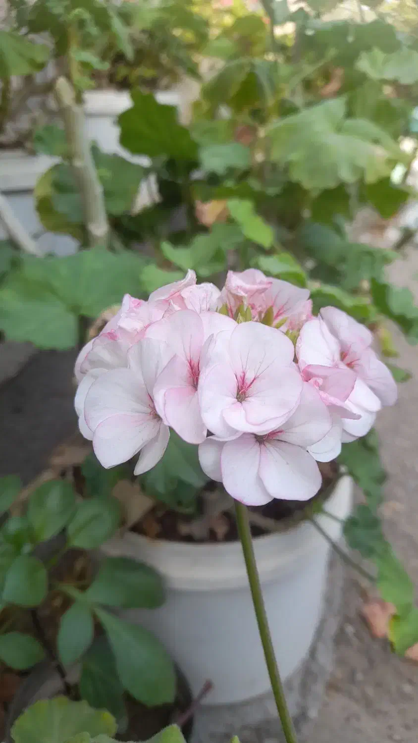 فروش گل شمعدانی|گل و گیاه طبیعی|جیرفت, |دیوار