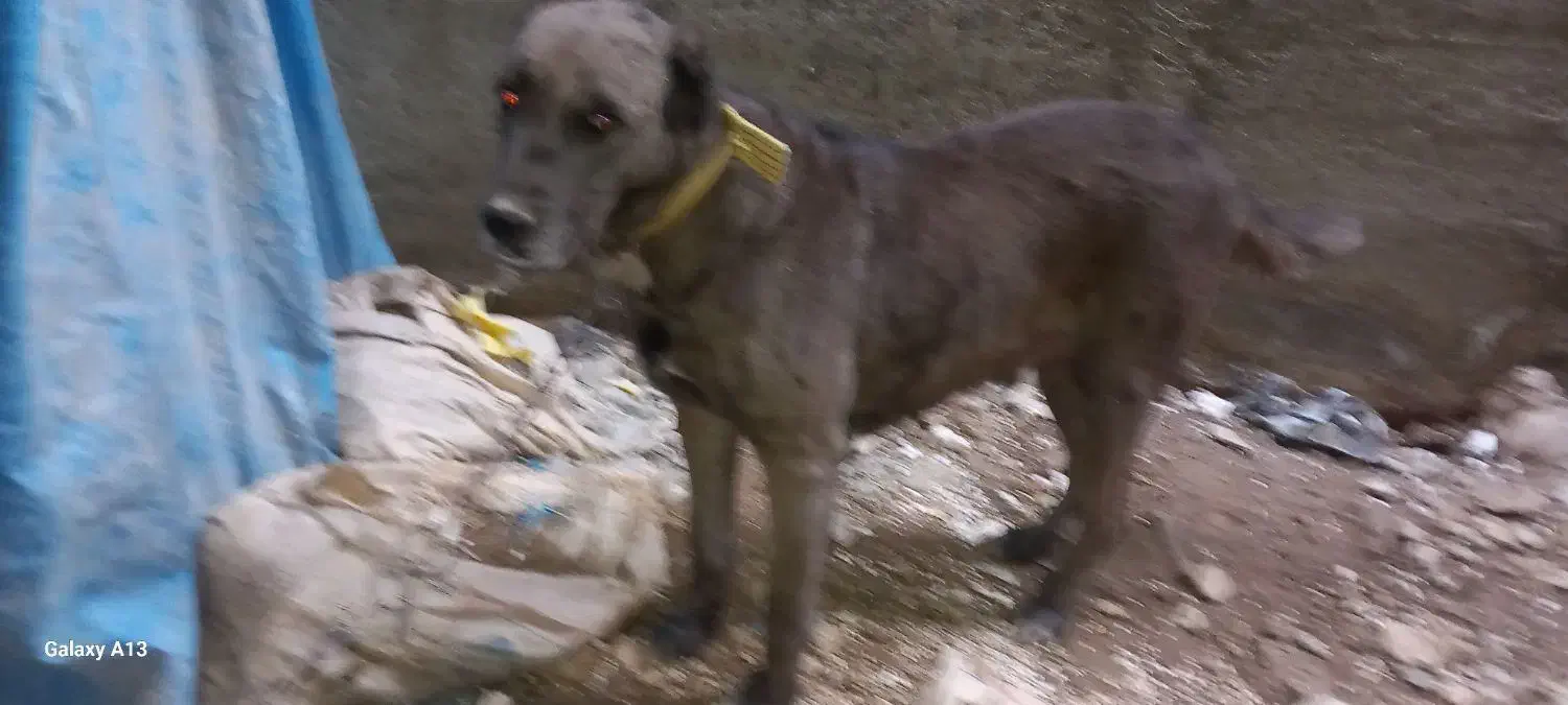 سگ ماده الابای|سگ|گنبد کاووس, |دیوار