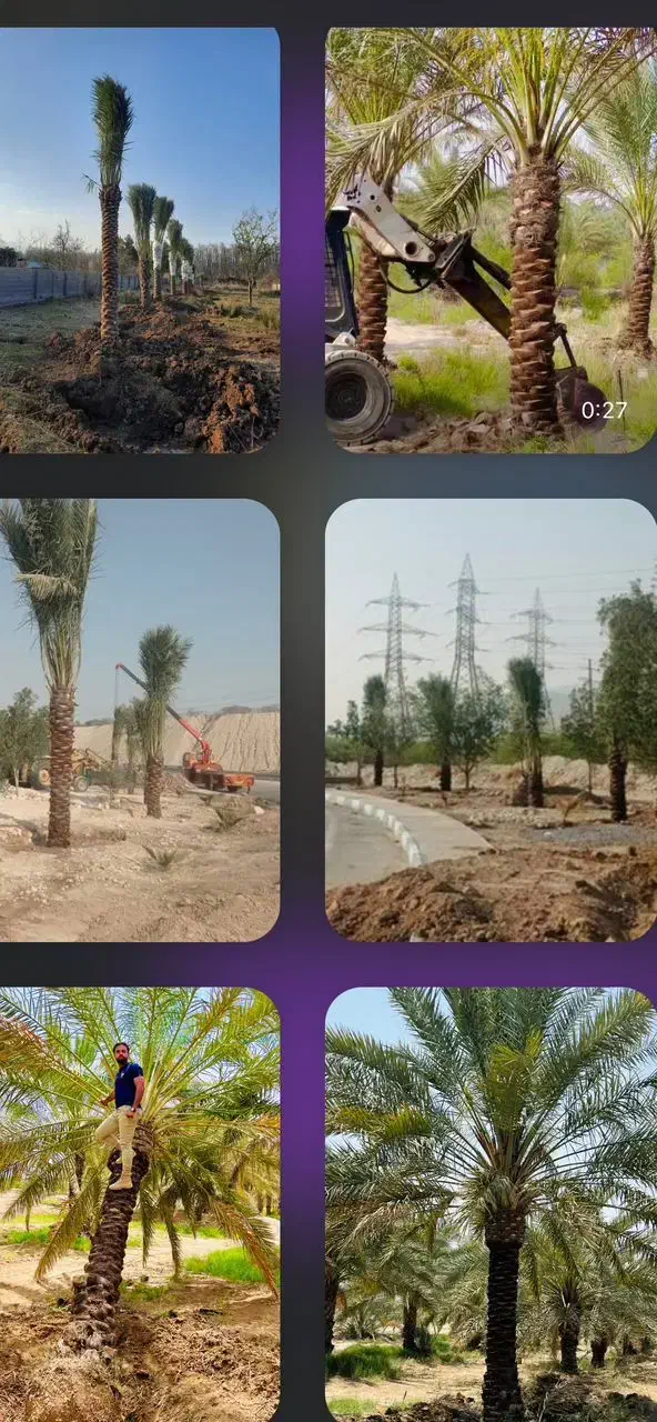 نخل هایی ک به زیبا ترین درختان جهان معروفند|خدمات باغبانی و درختکاری|رشت, فرودگاه سردار جنگل رشت|دیوار