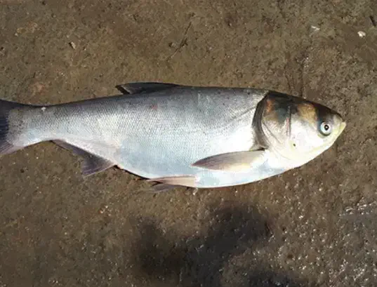 ماهی قزل سفید تازه تازه|ماهی|دورود, |دیوار