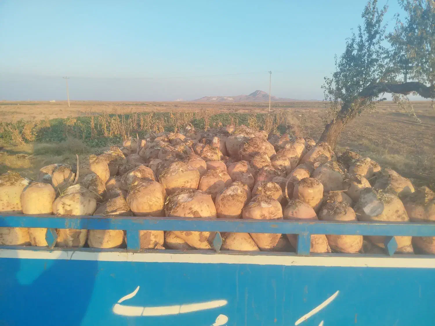 چغندر|حراج|نیشابور, فردوس شمالی|دیوار