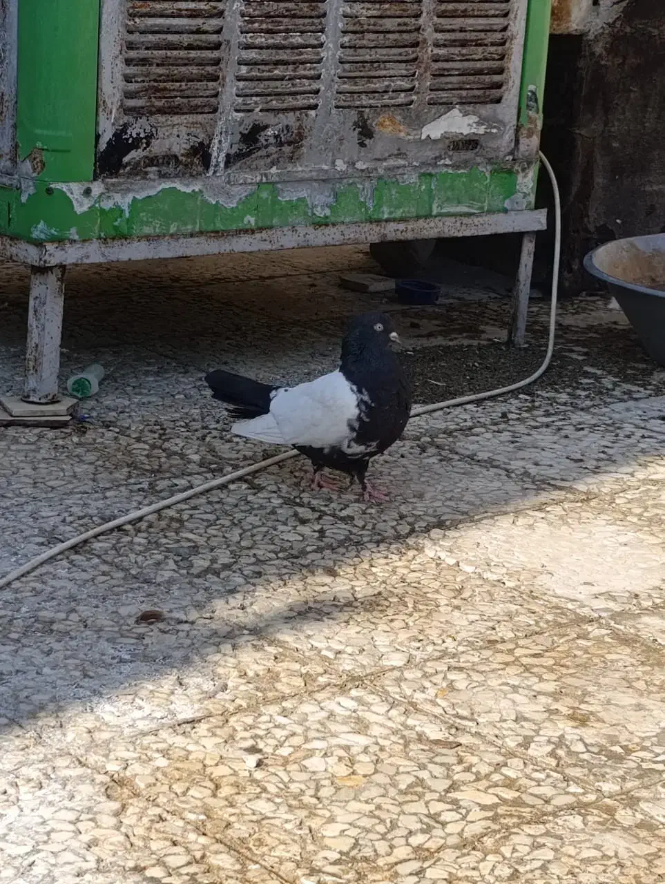 کفتر فنچ پرنده عروس هلندی وغیره|پرنده|پاکدشت, پاکدشت (مامازند)|دیوار