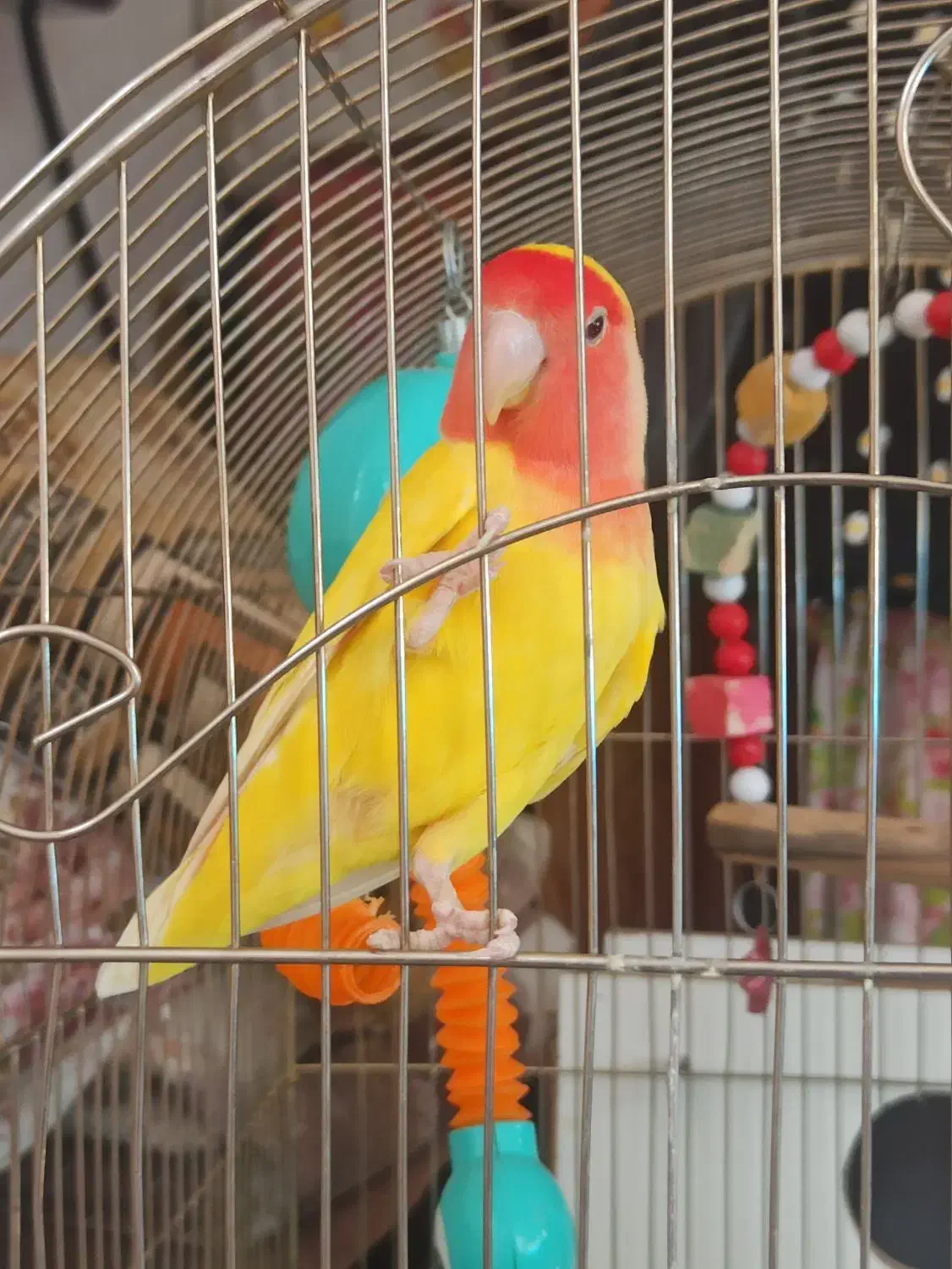 طوطی برزیلی|پرنده|نقده, |دیوار