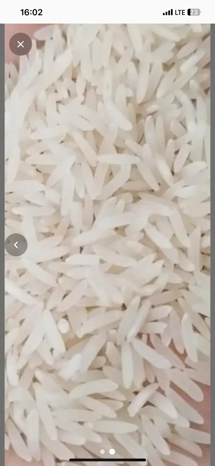 برنج فجر سوزنی پاییزه|خوردنی و آشامیدنی|آق قلا, |دیوار