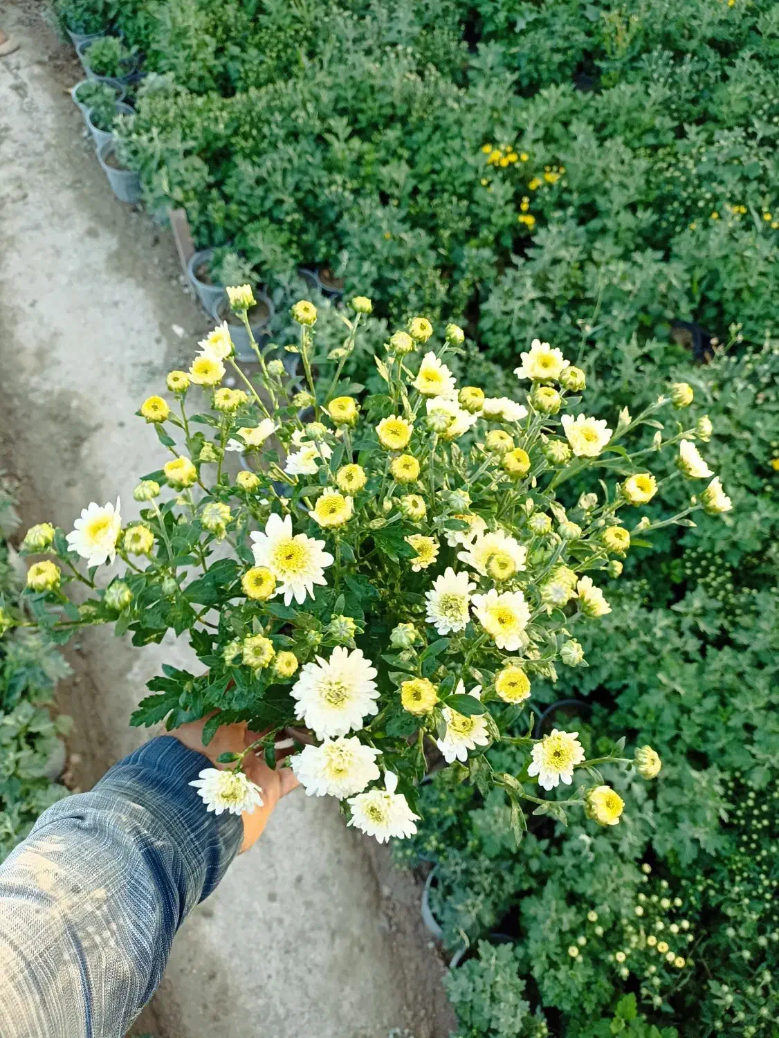 داوودی|گل و گیاه طبیعی|تهران, مشیریه|دیوار