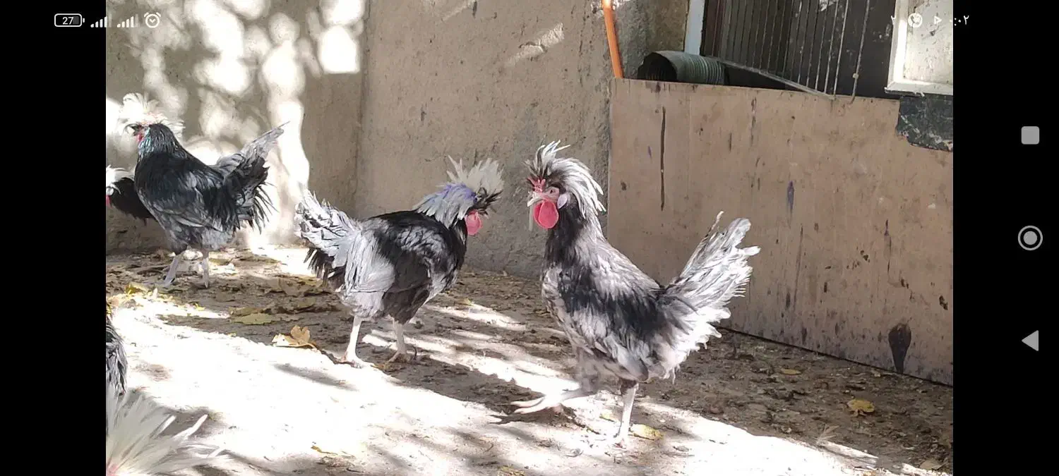 خروس لهستانی اصیل و سالم|حیوانات مزرعه|سنندج, |دیوار