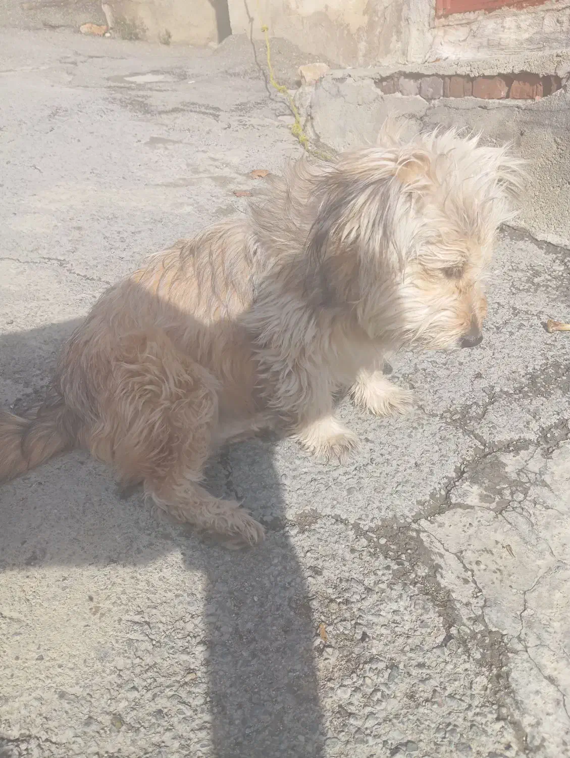 سگ خانگی|سگ|سقز, |دیوار