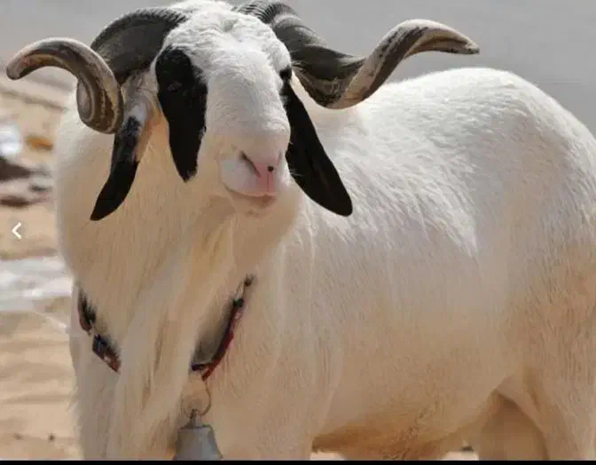 پخش و فروش گوسفند زنده در تمامی نقاط تهران|حیوانات مزرعه|تهران, سردارجنگل|دیوار