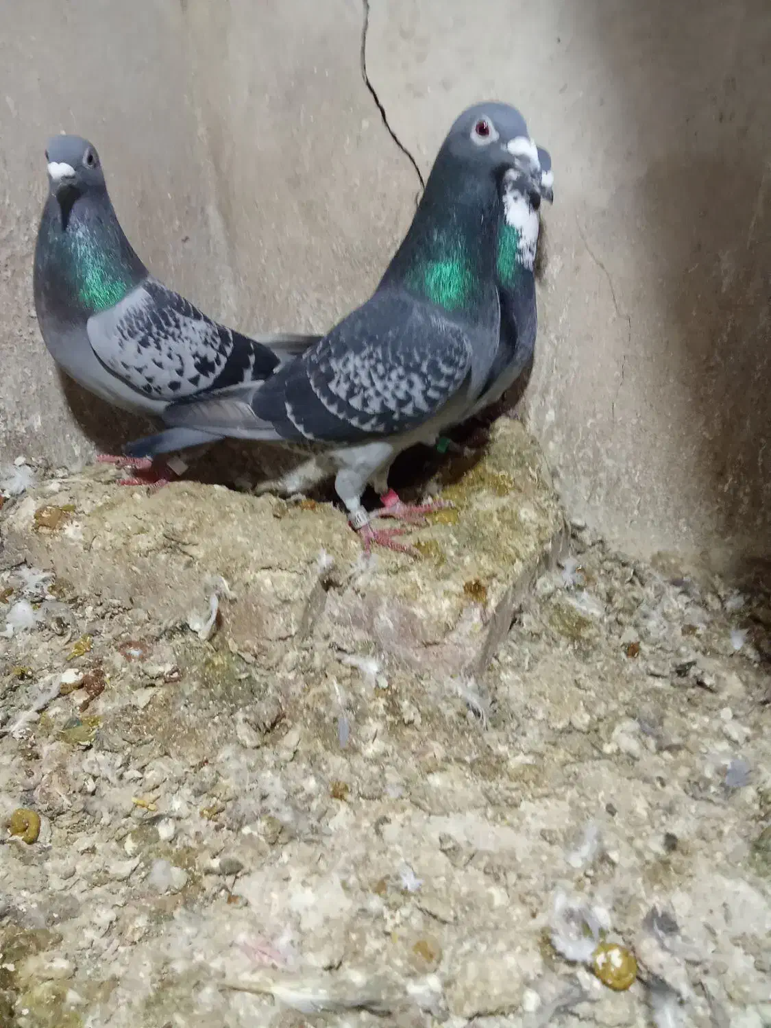 پلاکی گرفته|حیوانات|ایوان, |دیوار