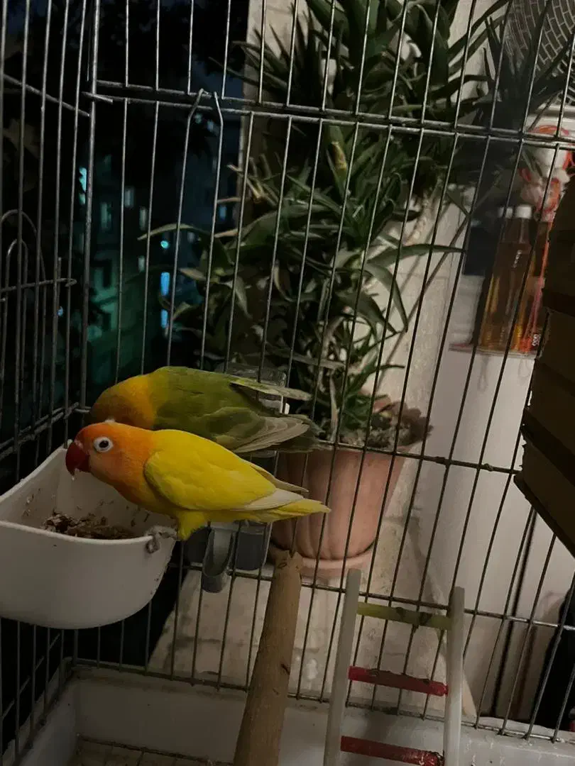 یک جفت طوطی برزیلی فیشر بالغ|پرنده|شهریار, شهریار|دیوار