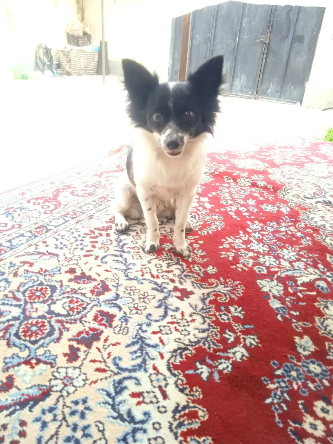 سگ پا کوتاه|سگ|نوکنده, |دیوار