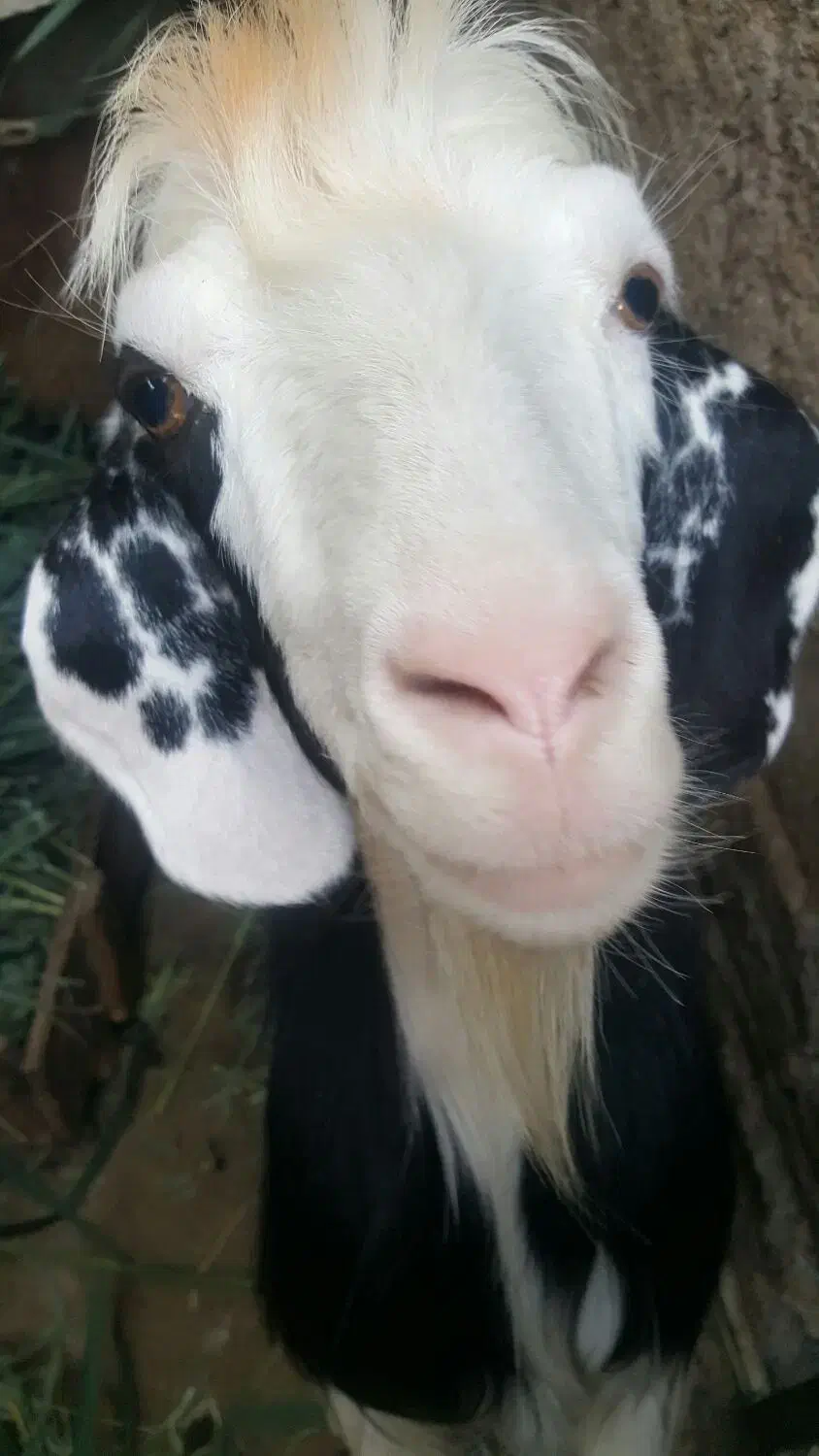 یک عدد بوز ماد جوان فروشی|حیوانات مزرعه|بندر امام خمینی, |دیوار