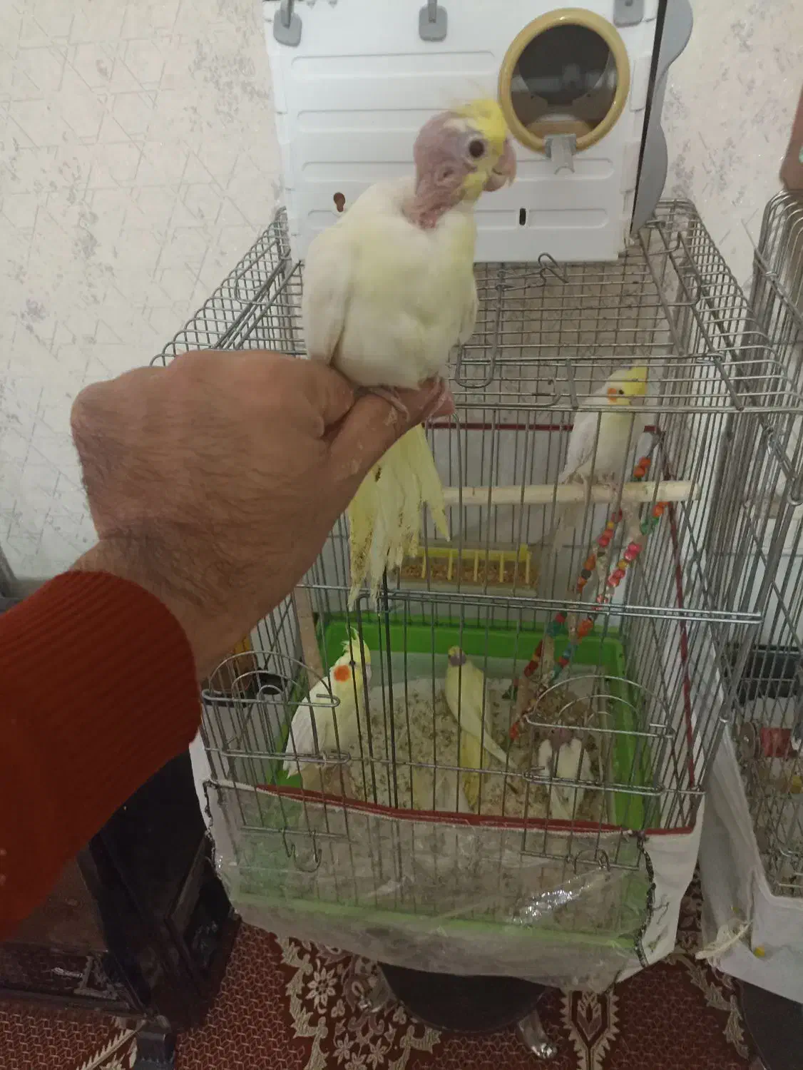 عروس هلندی|پرنده|اردبیل, |دیوار