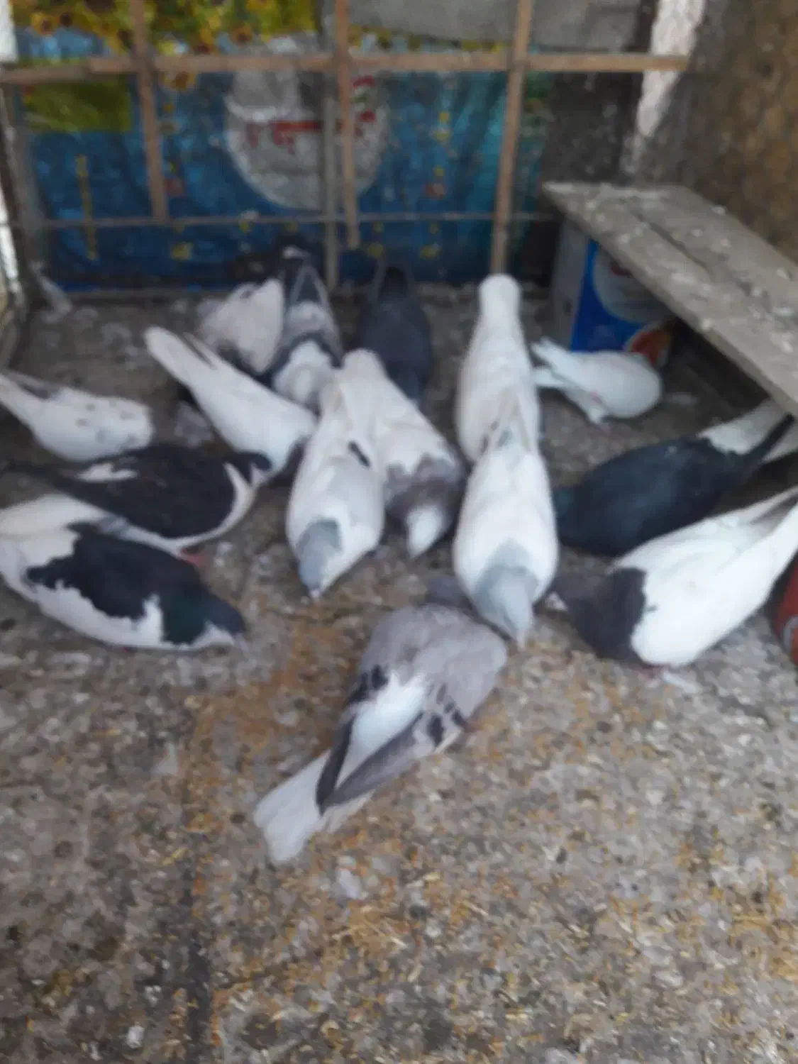 گبوتر۱۵عدد|پرنده|قزوین, |دیوار