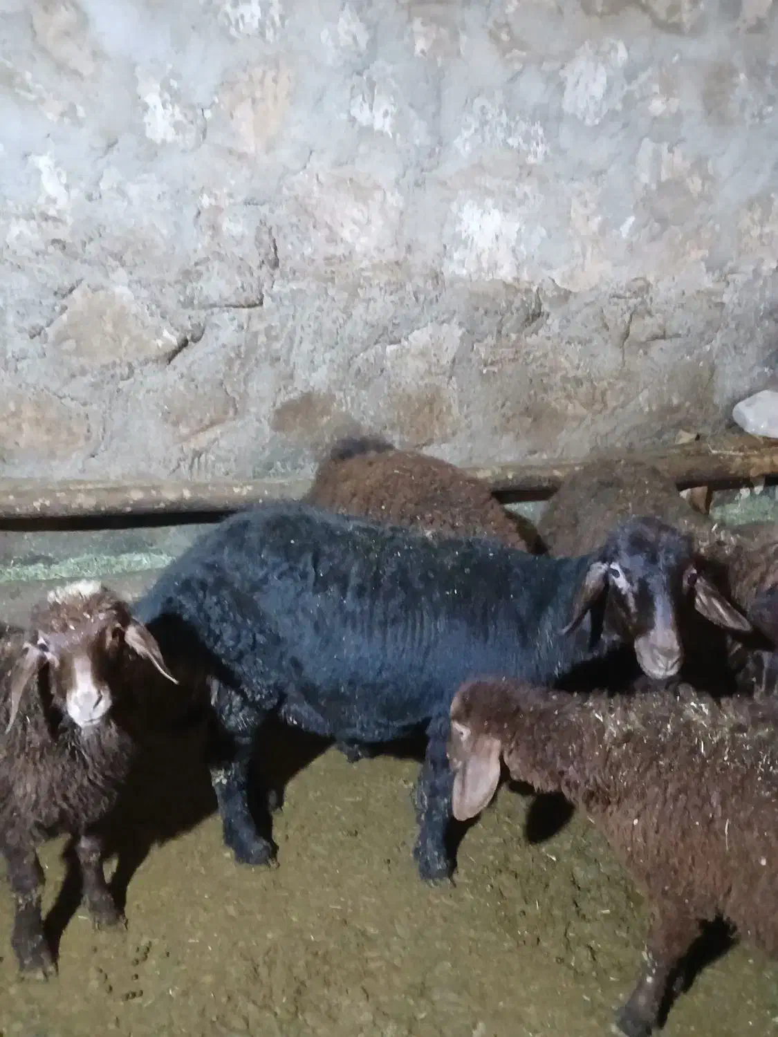 بره ماده قزل|حیوانات مزرعه|دهگلان, |دیوار